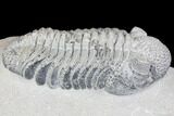 Drotops Trilobite With White Patina - Killer Specimen #146599-3